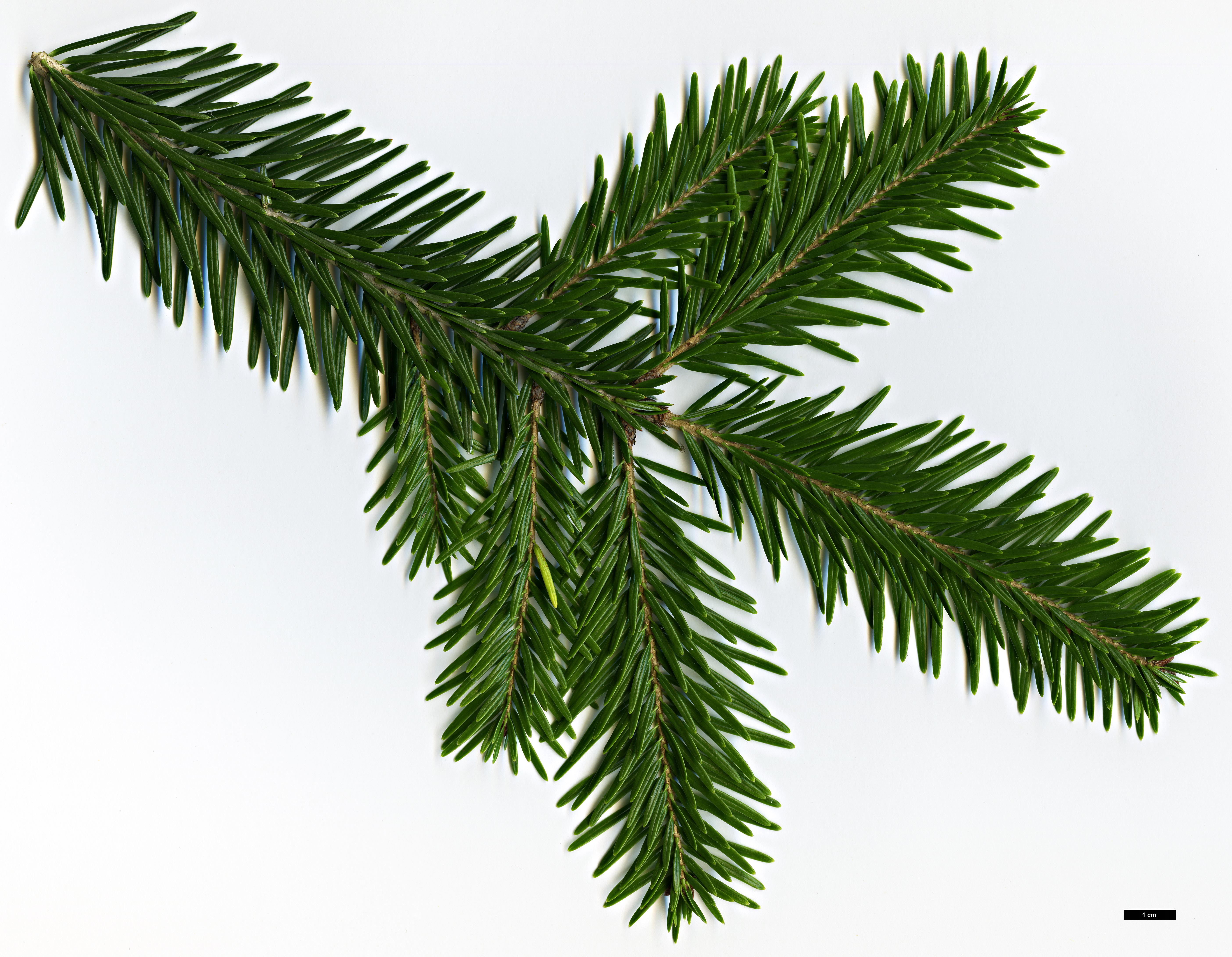 High resolution image: Family: Pinaceae - Genus: Abies - Taxon: ×borisii-regis × A.nordmanniana subsp. equi-trojani
